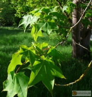Acer cappadocicum Rubrum -- Kolchischer Ahorn